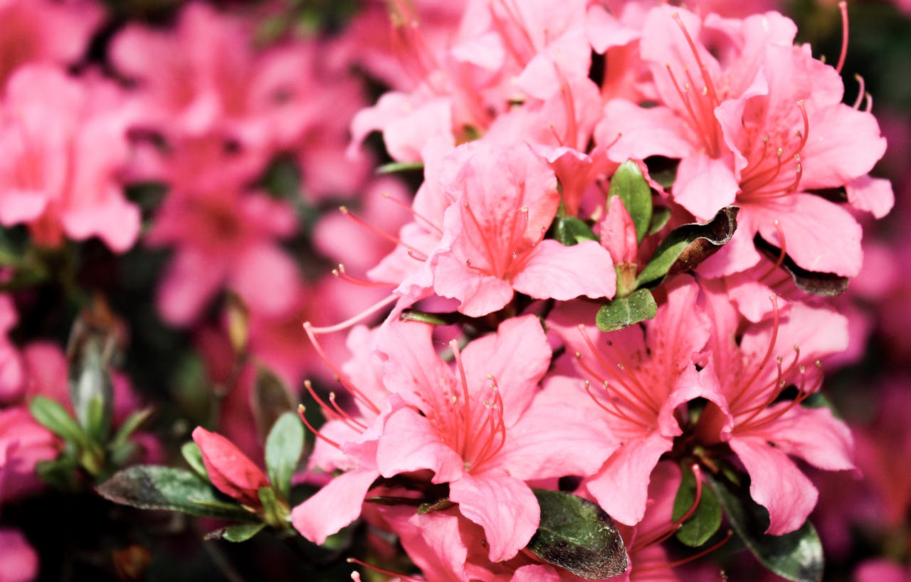 Close-up of bright pink azalea flowers with long stamens and green leaves