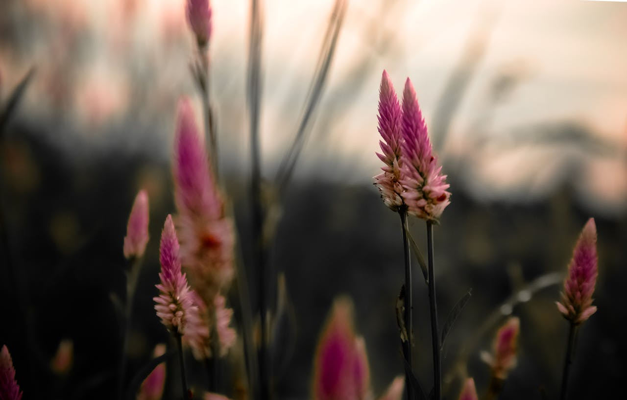 Tall, pink celosia flowers in a field during sunset with soft, blurred background
