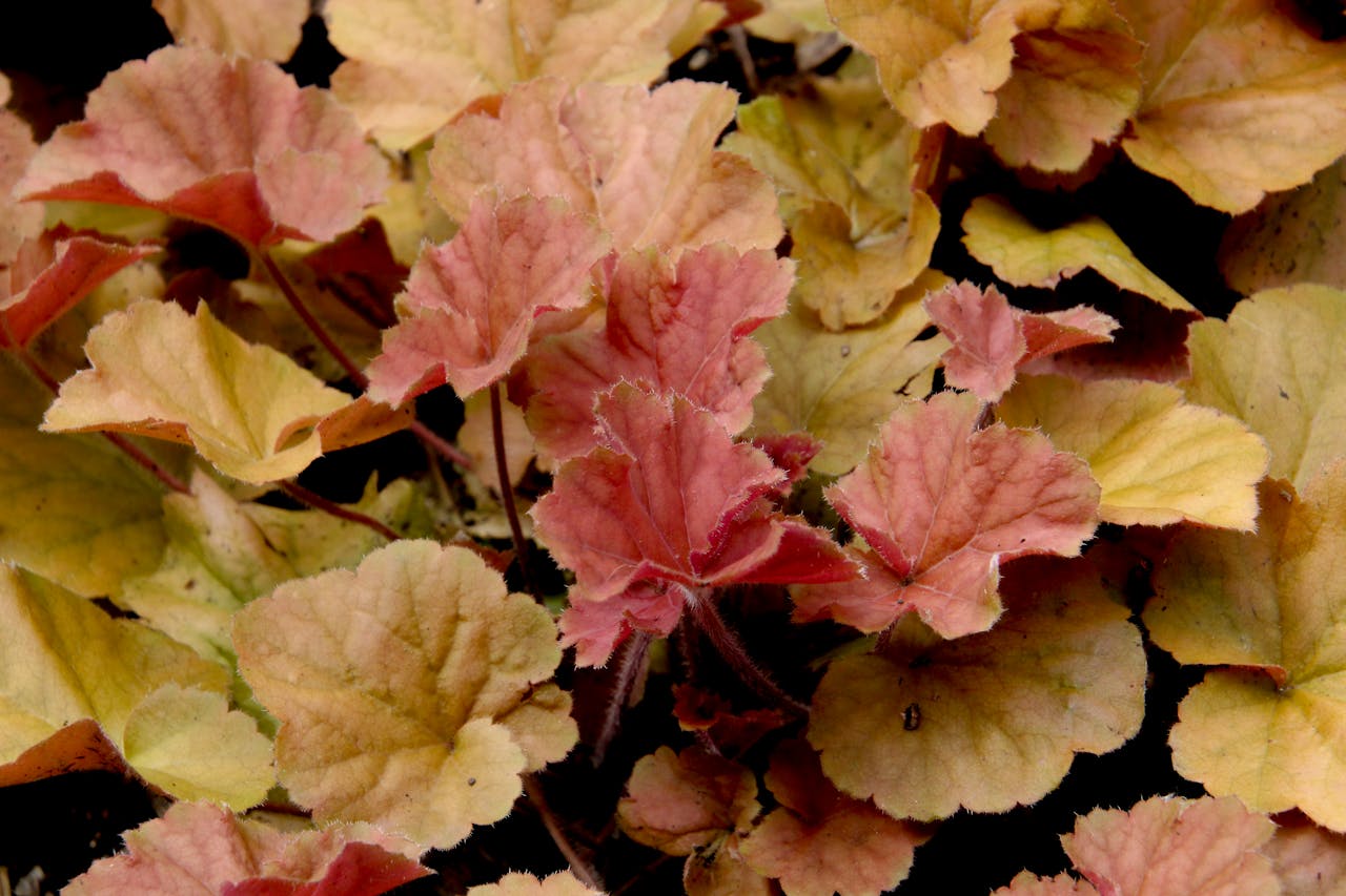Close-up of reddish-orange and yellow autumn leaves with visible veins and soft edges