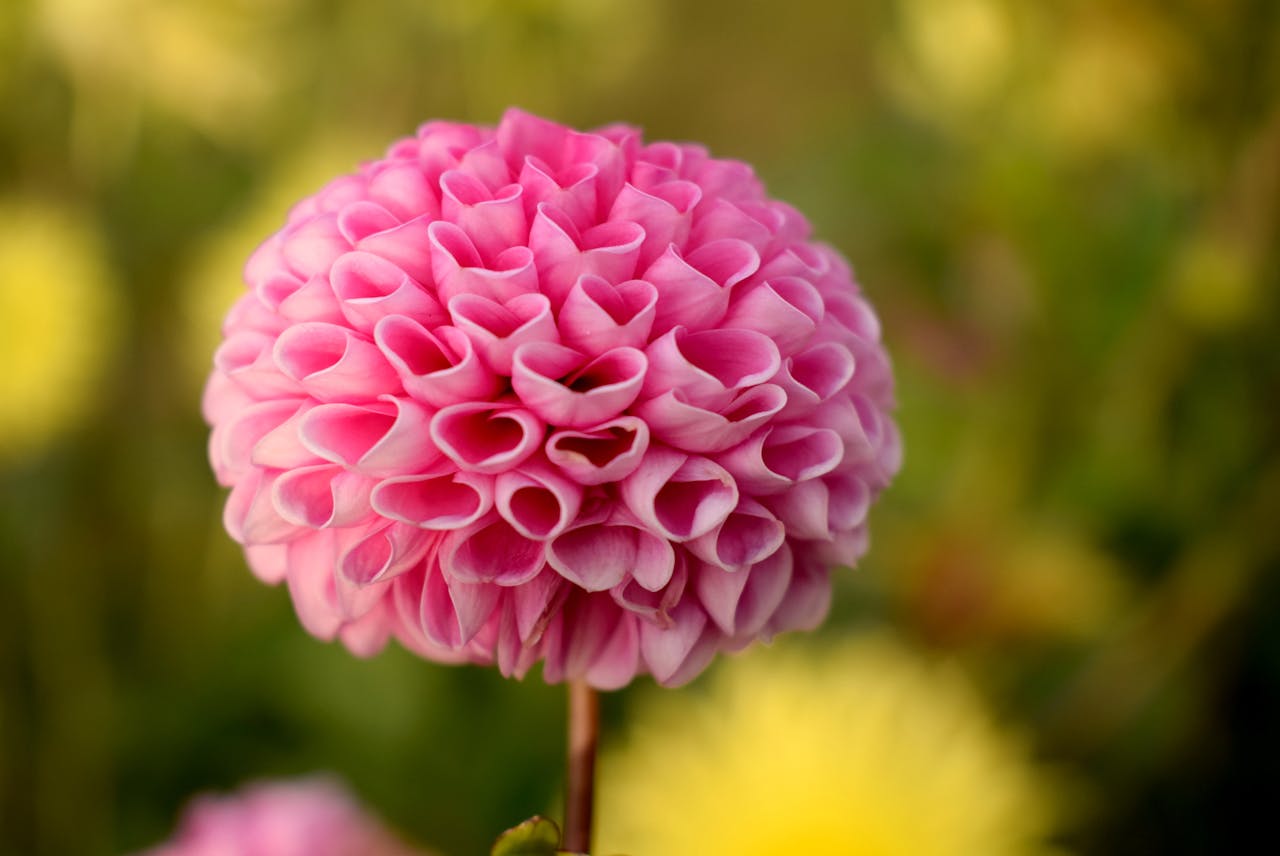 Close-up of a bright pink pompon dahlia flower with tightly curled petals, set against a blurred green background