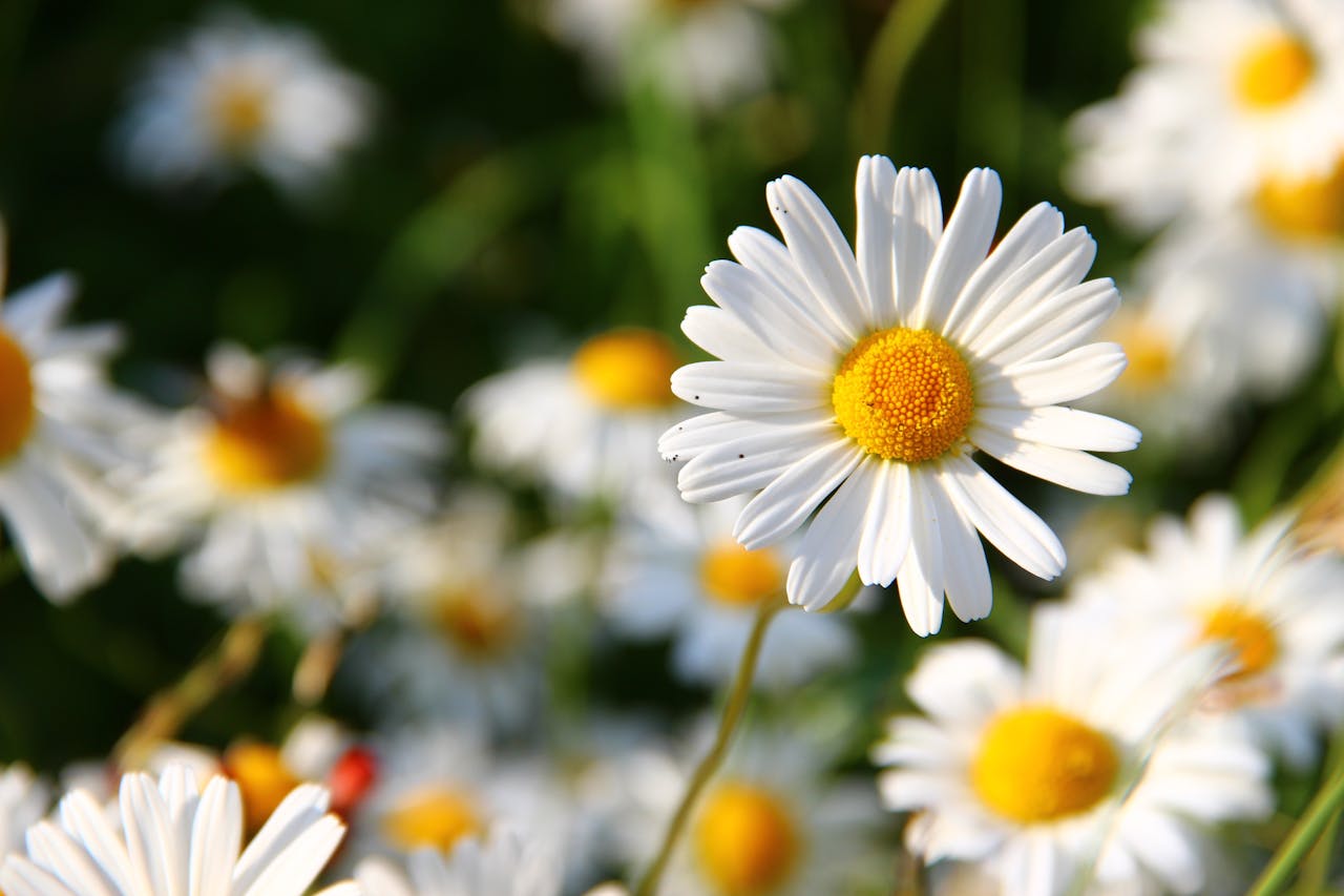 White daisy flower with a yellow center in sharp focus, surrounded by blurred daisies in the background