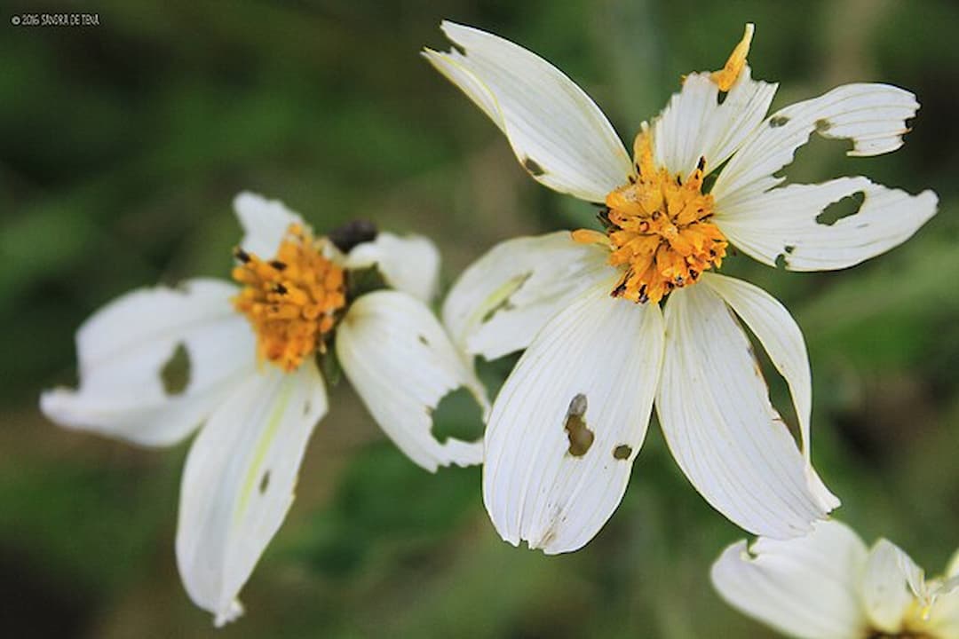 two white daisy-like flowers with yellow-orange centers, petals visibly damaged with holes and tears, blurred green background