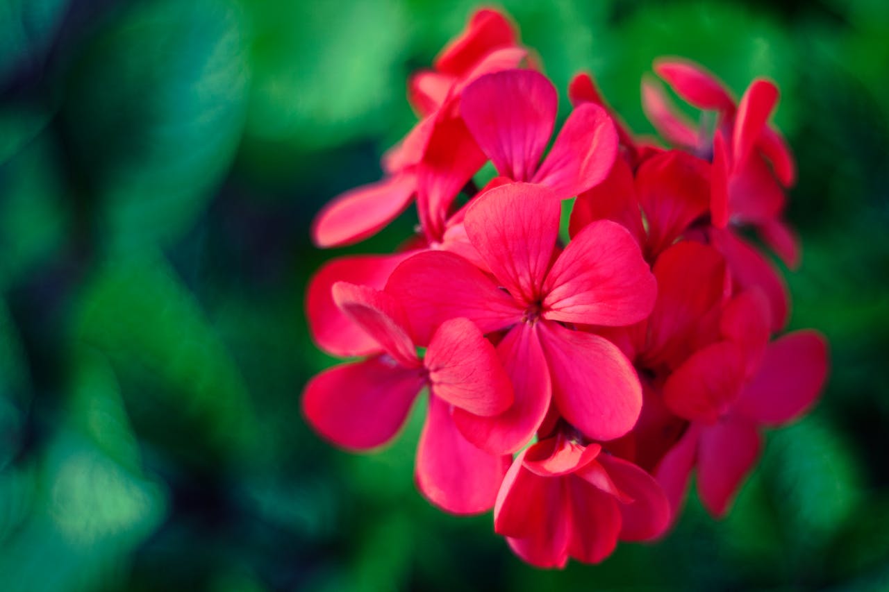 Bright red geranium flowers in full bloom against a blurred green background