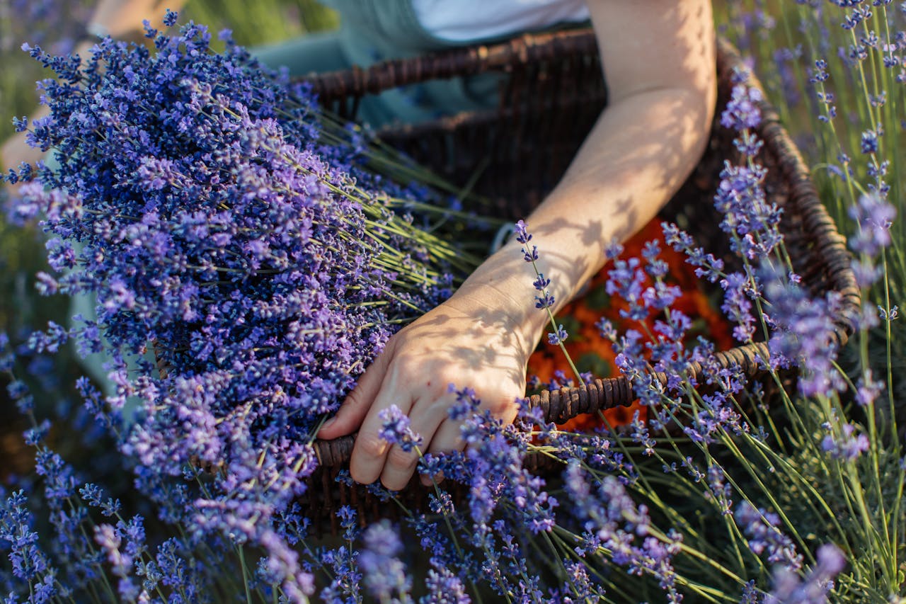 Person holding a basket filled with freshly picked lavender in a blooming lavender field