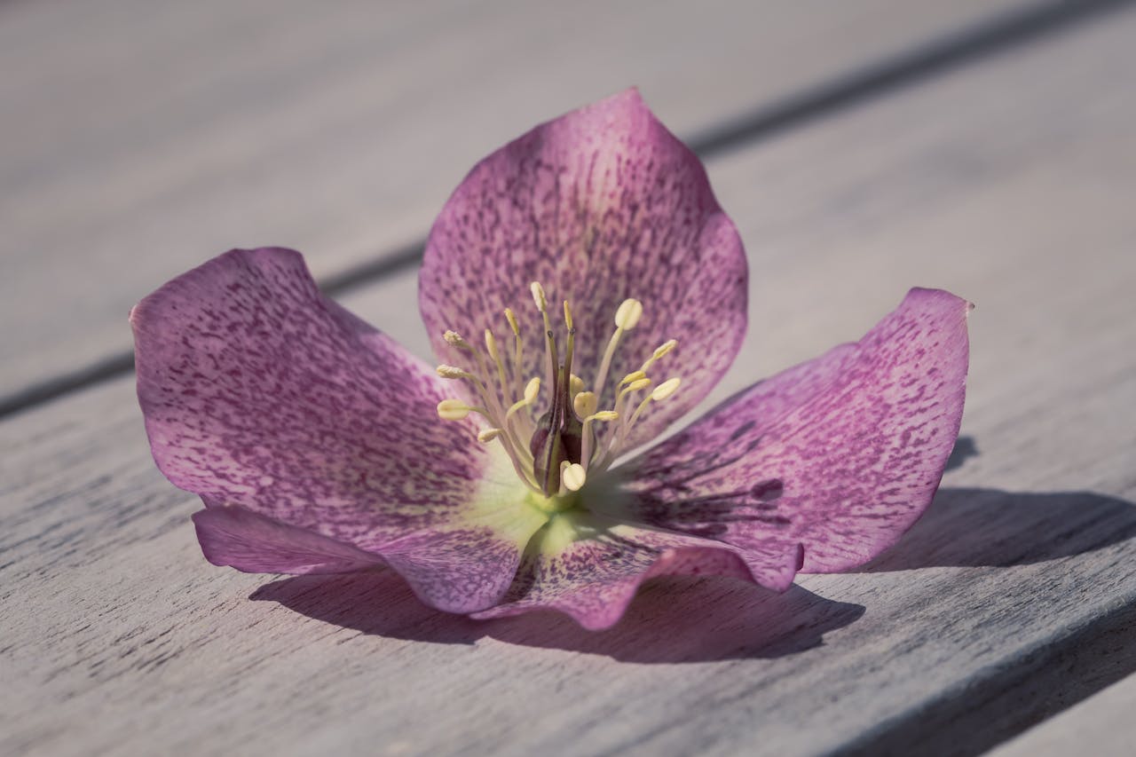 Single purple hellebore flower with speckled petals and yellow stamens lying on a wooden surface