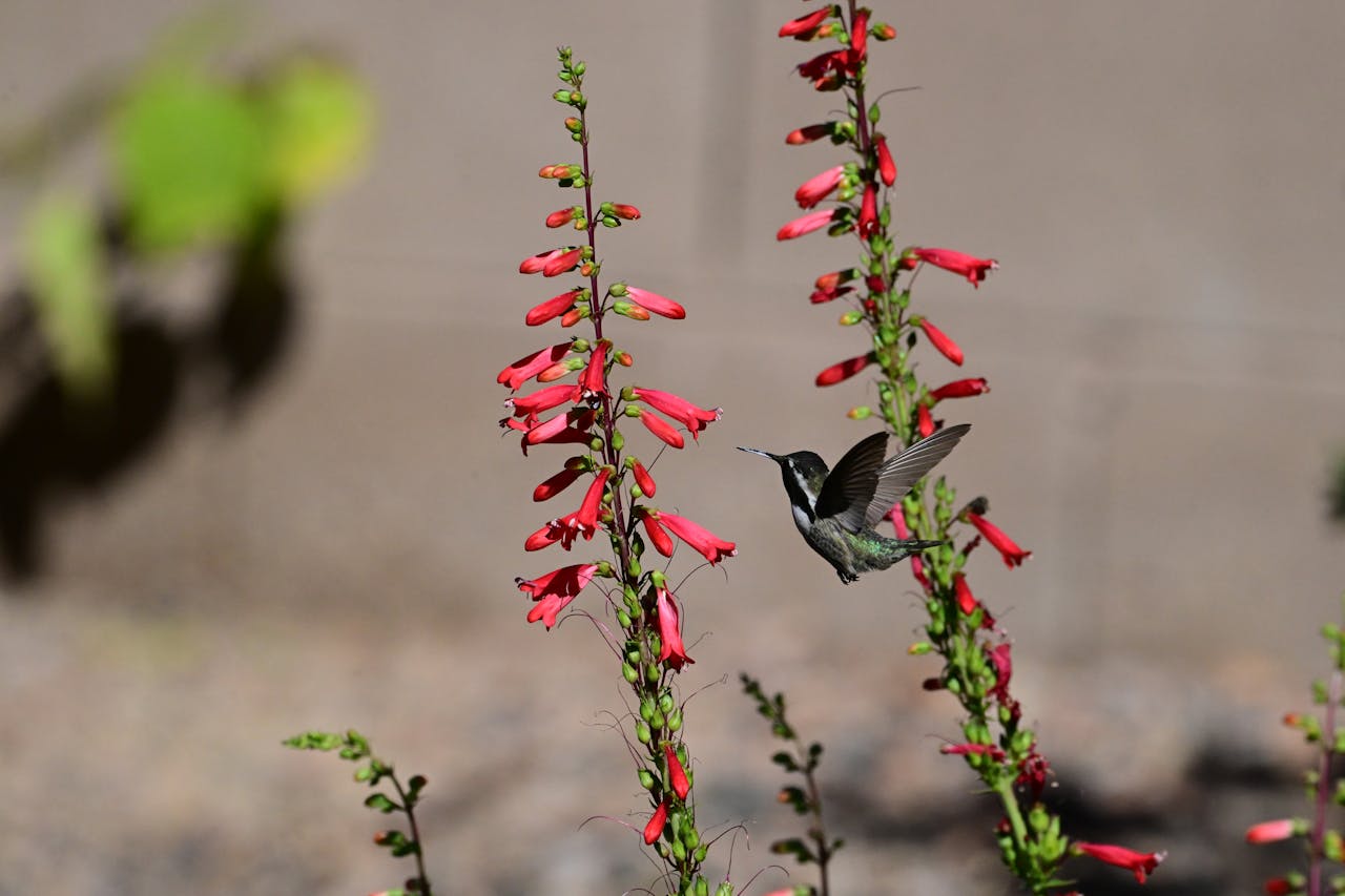 Hummingbird hovering near tall red tubular flowers, collecting nectar in daylight
