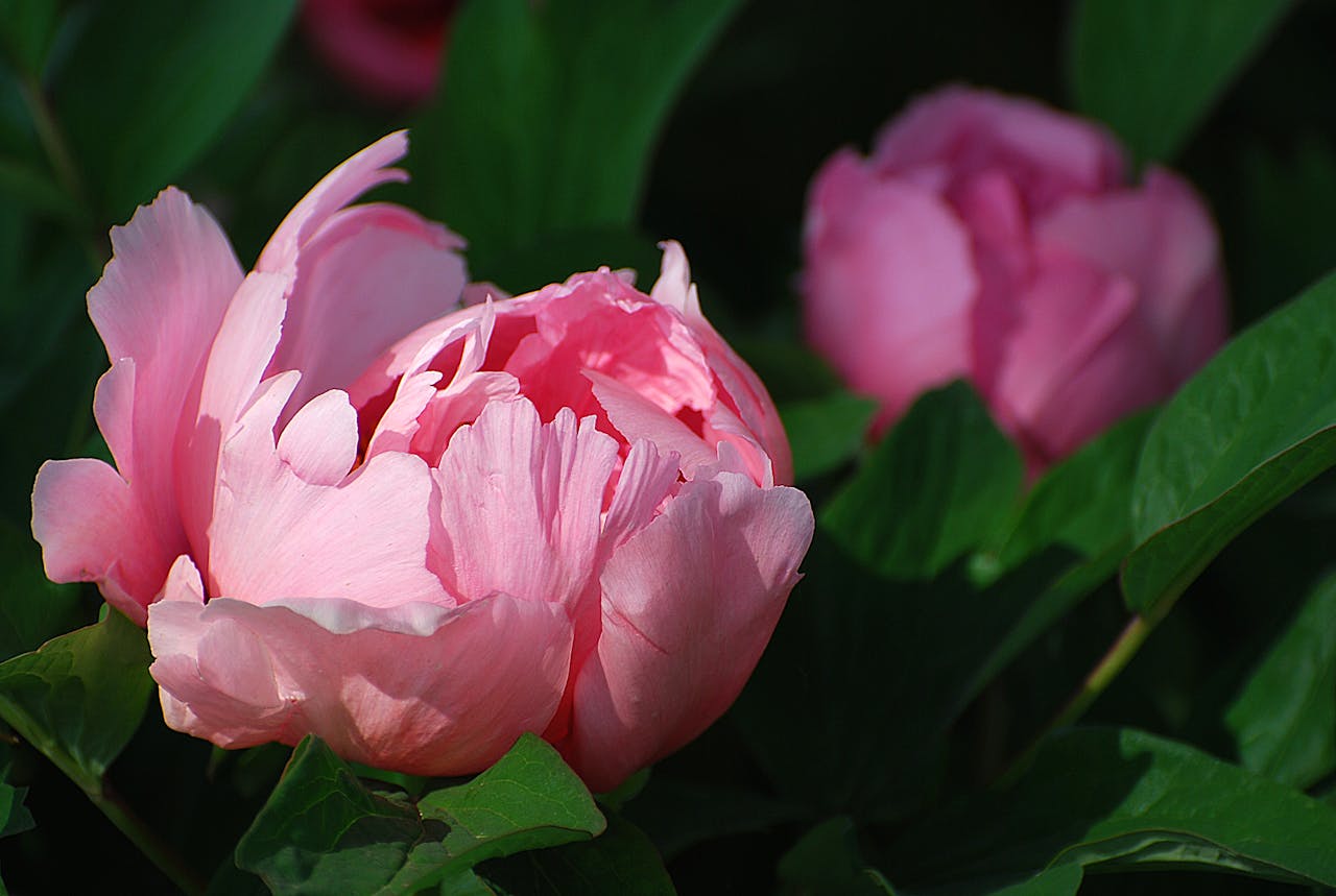 Pink peony flowers in full bloom surrounded by dark green leaves in a garden setting
