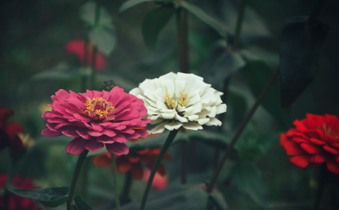 Close-up of pink and white zinnia flowers blooming side by side in a garden