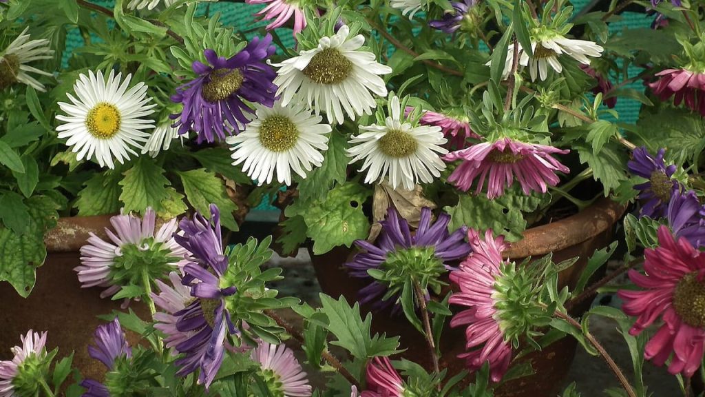 China asters with daisy-like blooms in white, purple, and pink colors displaying yellow centers among green foliage