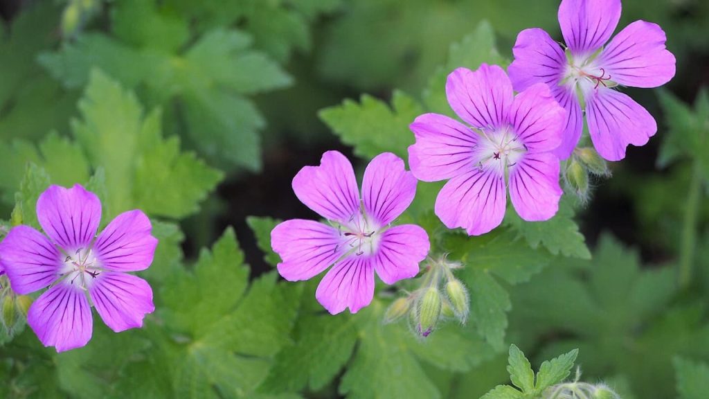 Purple geranium flowers with five petals and dark veining growing among green foliage in a natural garden setting
