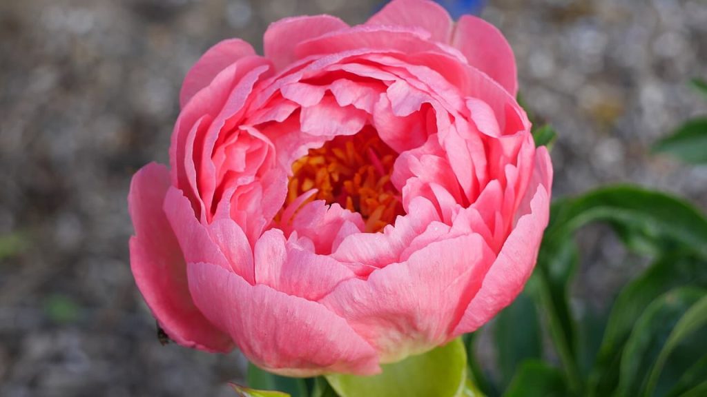 Pink peony flower in full bloom with layered ruffled petals and bright orange center, green leaves visible in blurred background