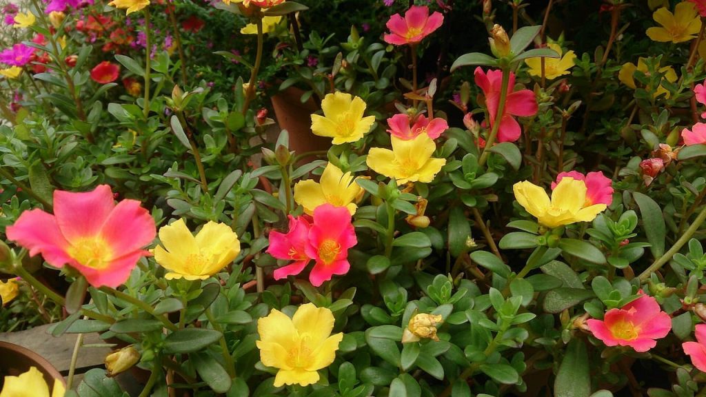 Colorful portulaca flowers in bright yellow and pink blooming among small green succulent leaves in a garden container