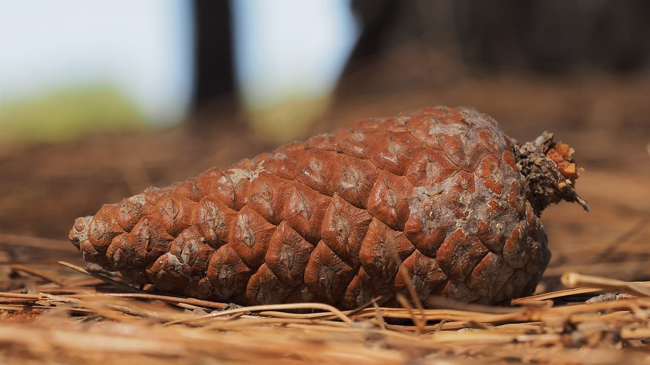 Close-up of a brown pine cone lying on a bed of dry pine needles, outdoors, with soft sunlight and blurred background