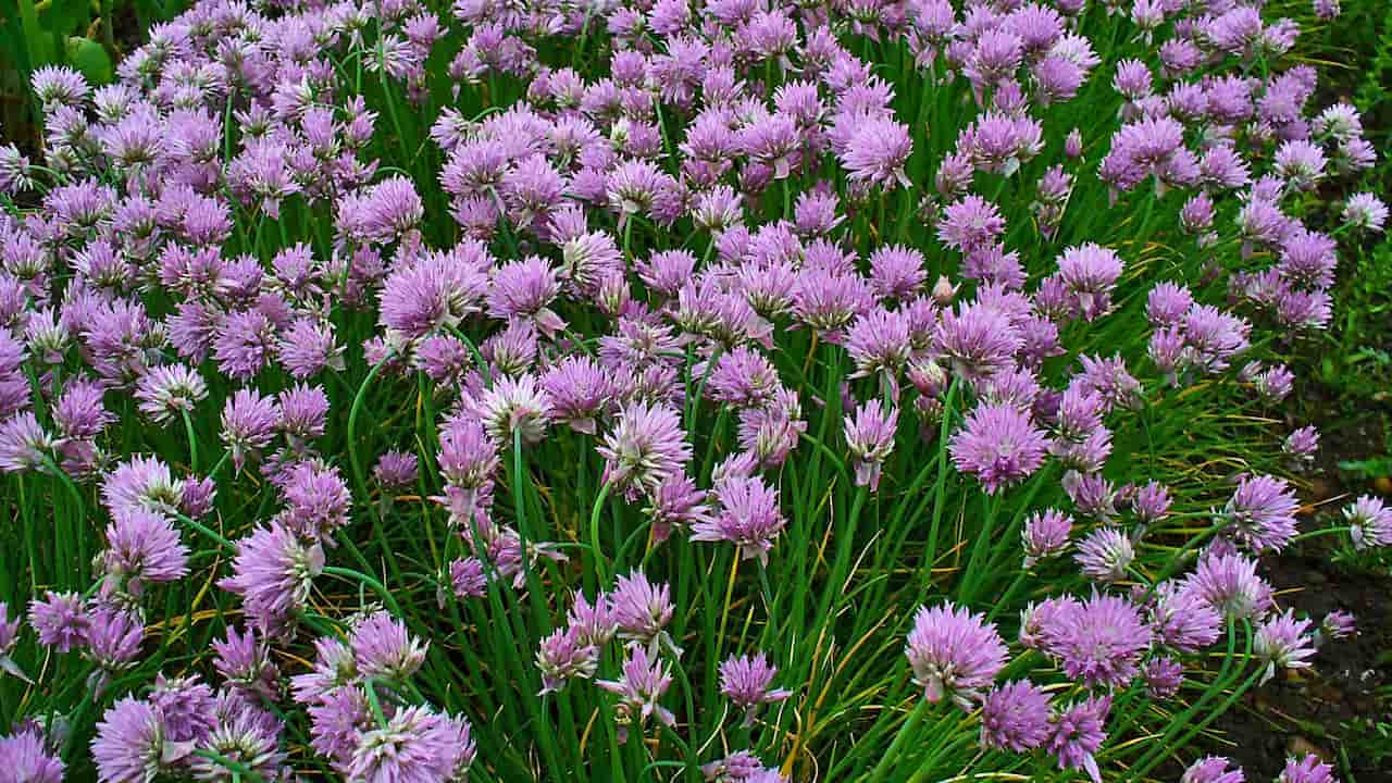 Dense cluster of blooming chive plants with tall green stems and numerous round, purple-pink flowers