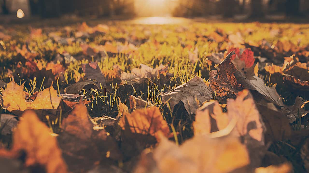 Fallen autumn leaves, orange and brown, scattered across a grassy ground, with golden sunlight illuminating the scene from the background