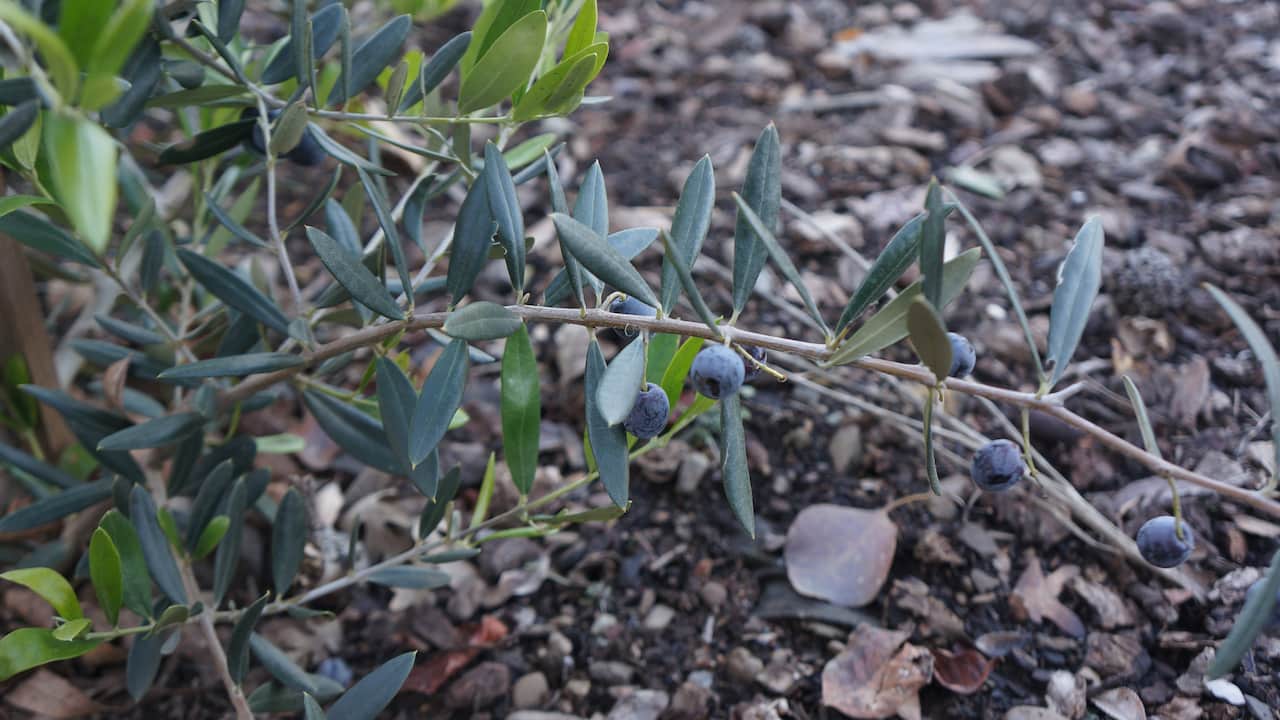 Close-up of a thin branch with small, round, dark bluish-purple berries resembling blueberries, surrounded by slender, pointed green leaves, lying over a background of soil and dried leaves