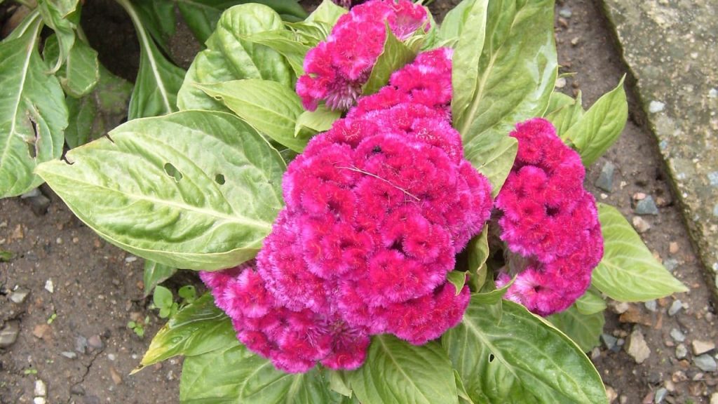 Bright celosia flowers with ruffled, velvety texture growing from large green leaves on concrete pavement background