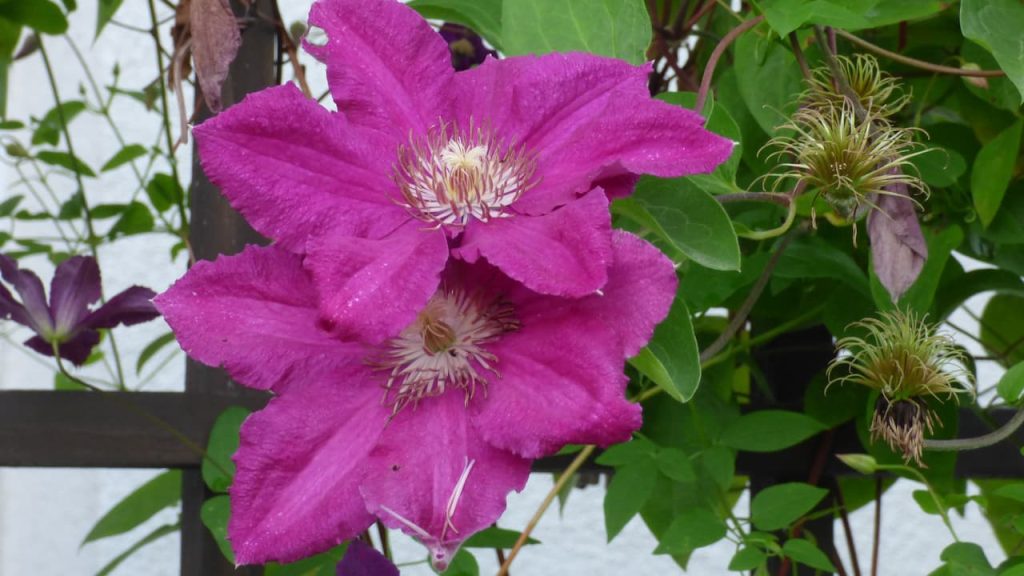 Purple clematis flowers with white feathery centers blooming on climbing vine with green leaves against white fence or trellis