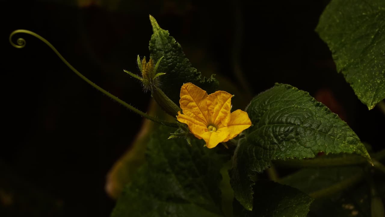 Close-up of a yellow cucumber flower with textured green leaves and curling tendrils, set against a dark background