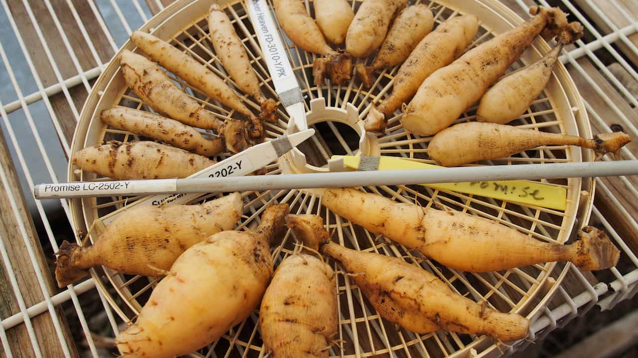 Freshly harvested dahlia tubers, arranged in a circular drying rack, labeled with plant tags for identification, showing light brown color and soil traces