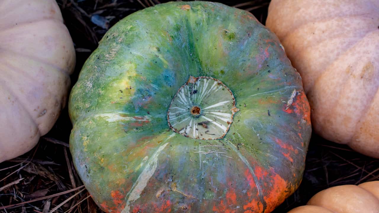 Green pumpkin with hints of orange and purple, flat top with a light-colored stem scar, surrounded by beige pumpkins on a natural surface with pine needles