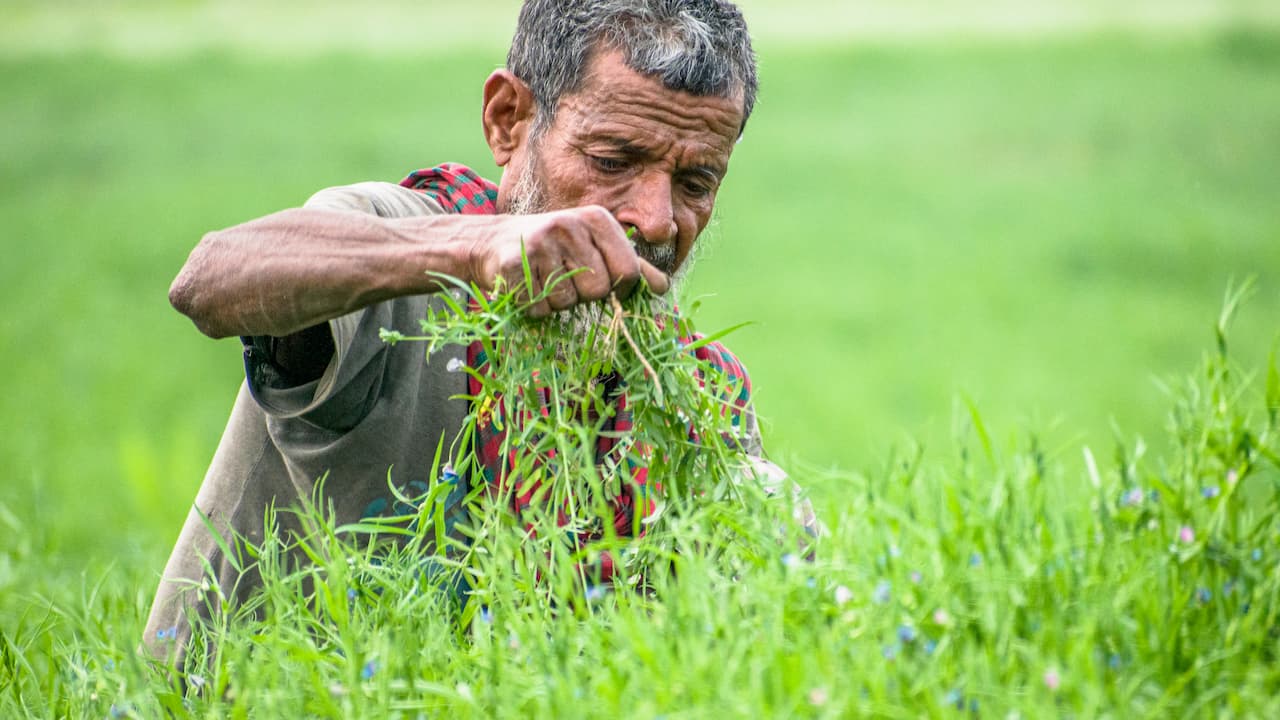 Hand-weeding or harvesting green plants in a dense, green field