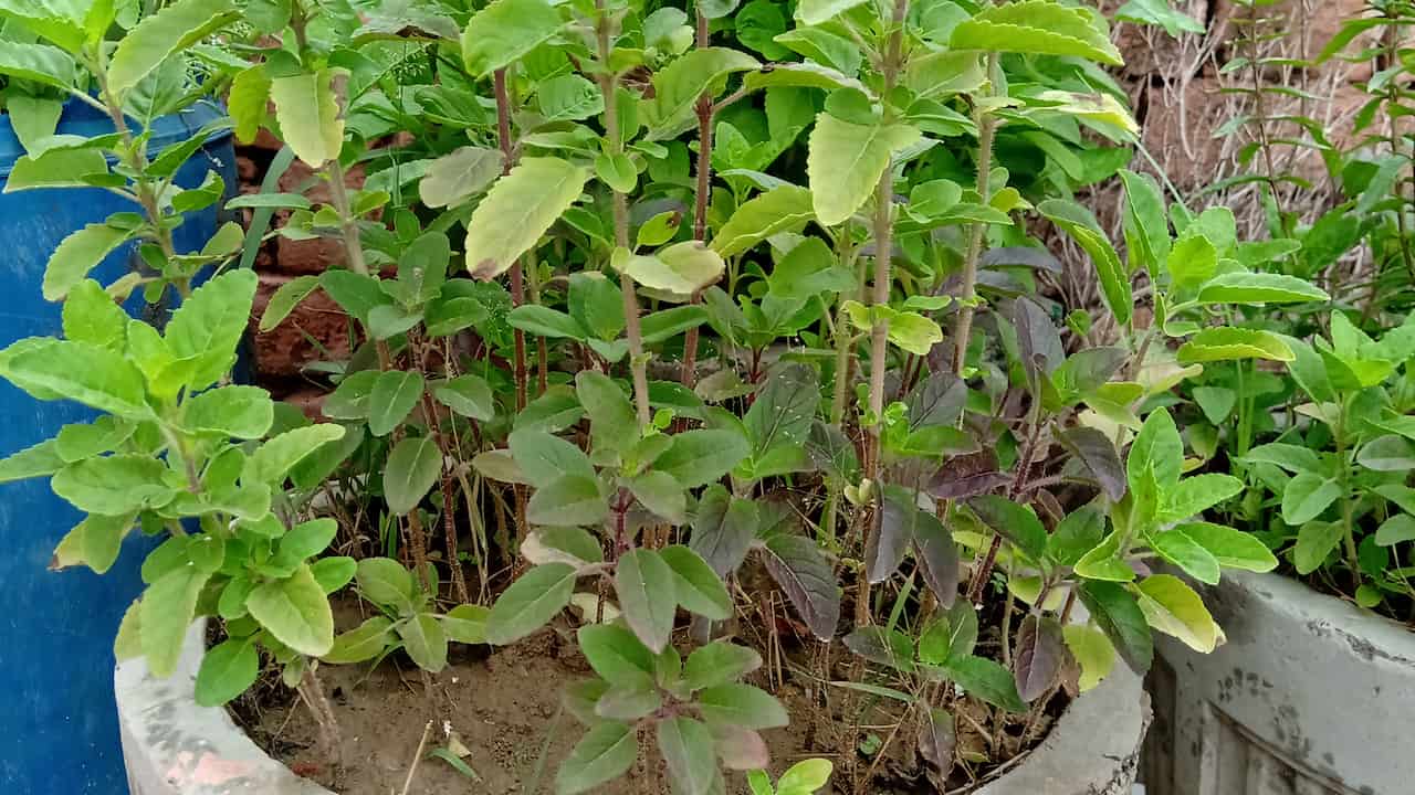 Potted holy basil plants with green and purplish leaves, upright stems, and a mix of young and mature foliage