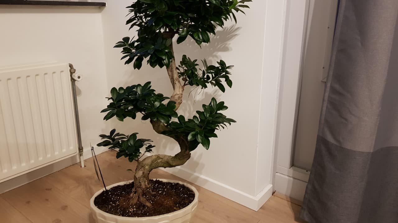Indoor bonsai tree with dark green leaves, planted in a white ceramic pot, placed on a wooden floor near a radiator and grey curtains