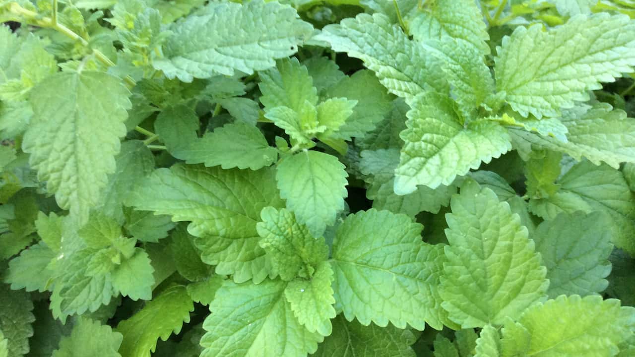 Close-up of lush lemon balm leaves, light green with a textured, wrinkled surface and scalloped edges