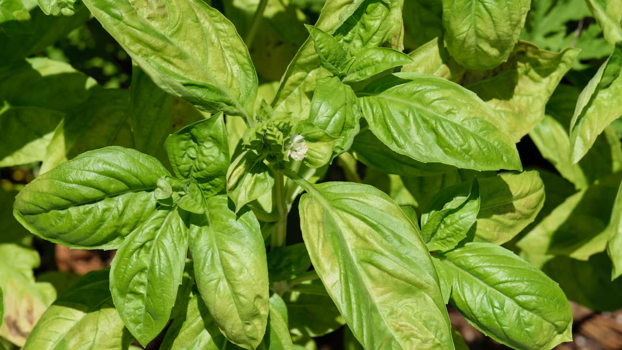 Close-up of fresh basil leaves, large and smooth with vibrant green color and slightly wrinkled texture