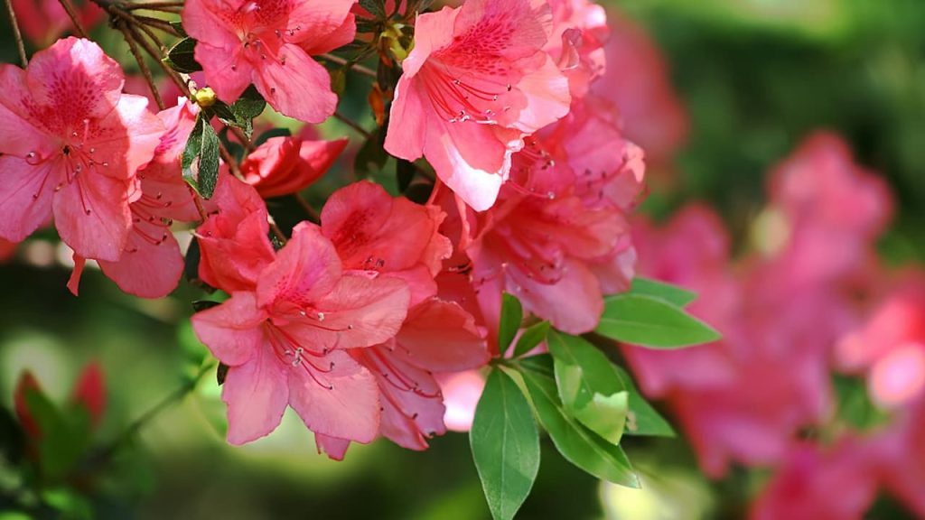 Bright pink azalea flowers with visible stamens blooming on green-leafed branches against a soft blurred garden background