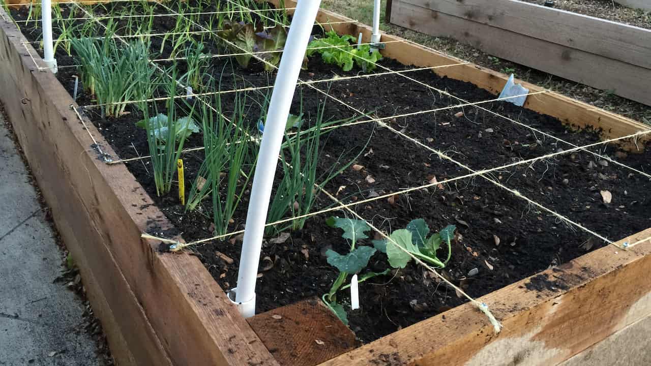 Raised wooden garden bed with a square-foot gardening grid, containing rows of young vegetables like onions and leafy greens, supported by white curved PVC hoops