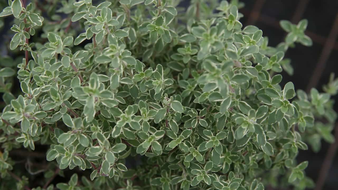 Close-up of a dense thyme plant with small green leaves outlined in white, showing a compact and bushy growth habit