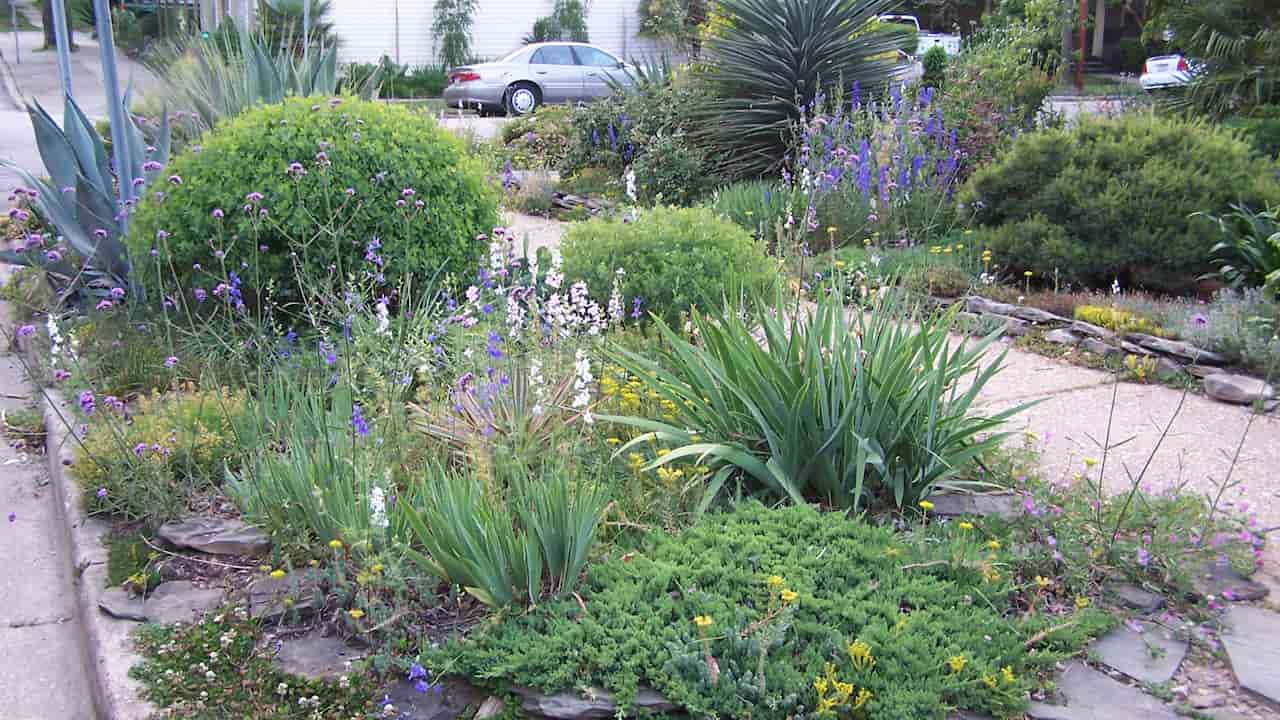Front yard garden with a mix of ornamental grasses, flowering perennials, shrubs, and drought-tolerant plants, bordered by a stone path near a residential street