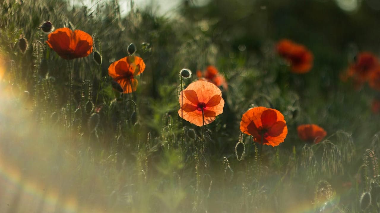 Orange-red poppy flowers blooming in a sunlit meadow, with soft focus on the background and a slight rainbow-colored lens flare near the bottom edge