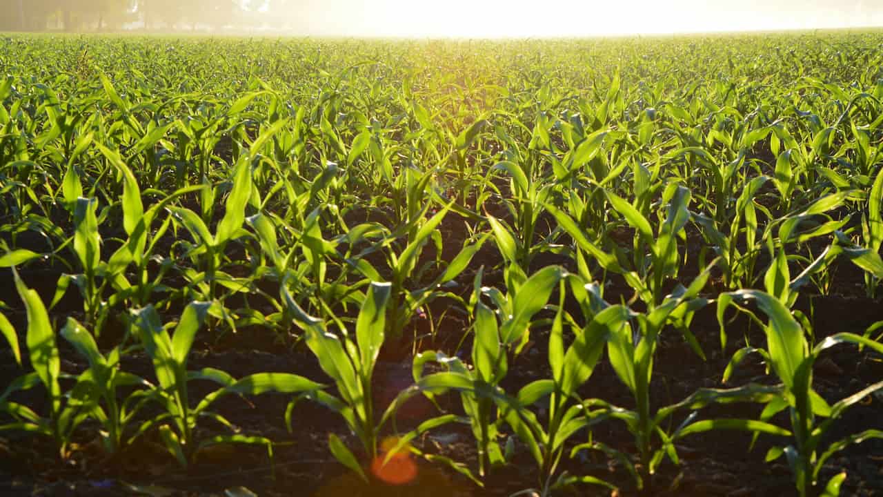 Close-up view of a green cornfield at sunrise, with rows of young corn plants glowing under golden morning light