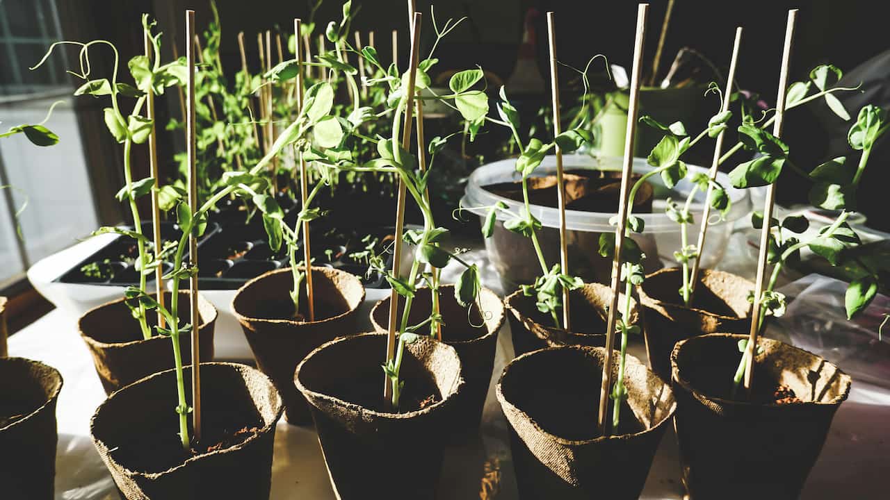 Young green seedlings growing in biodegradable pots with wooden stakes, arranged on a sunlit table indoors