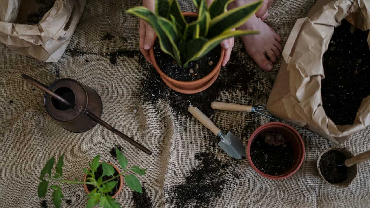 Top-down view of a person potting a snake plant in a terracotta pot, surrounded by soil, brown paper bags, a watering can, and small gardening tools on a burlap-covered surface