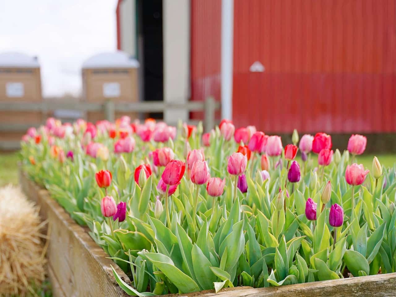 Raised flower bed with rustic wooden edging, filled with blooming tulips in red, pink, and purple shades, set against a red barn and fenced background