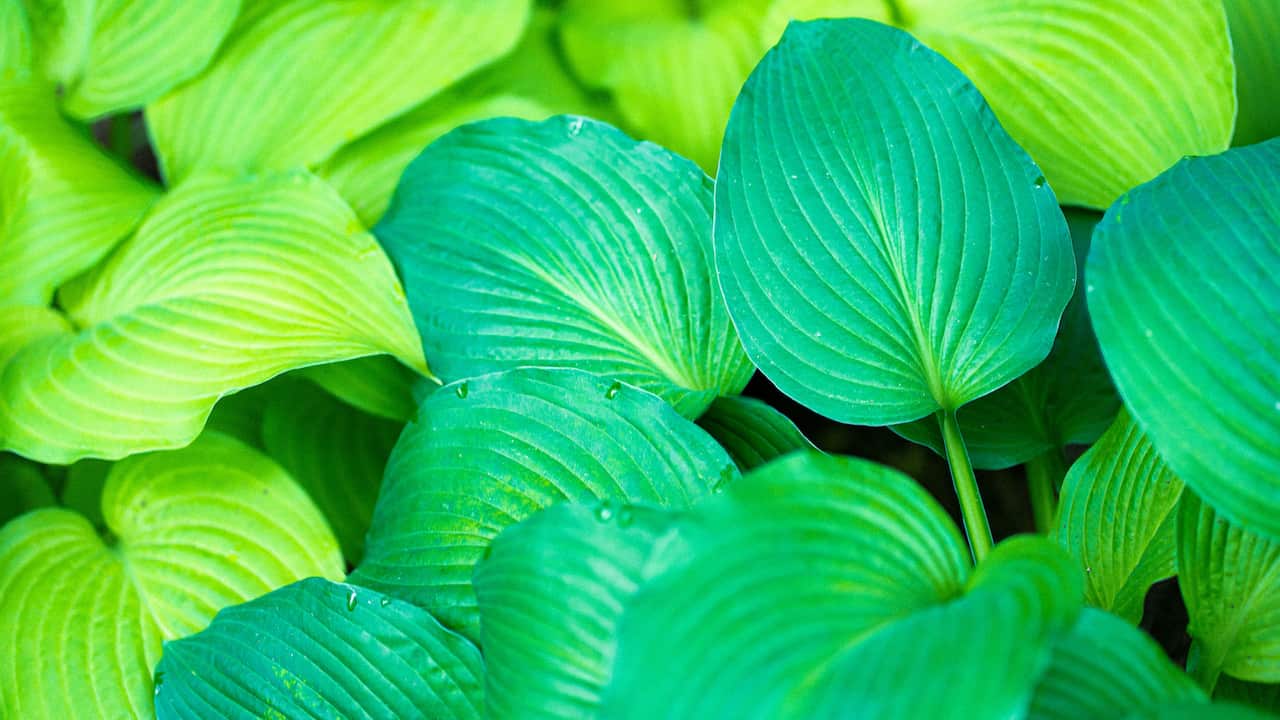 Close-up of vibrant green hosta leaves, overlapping with visible textured veins
