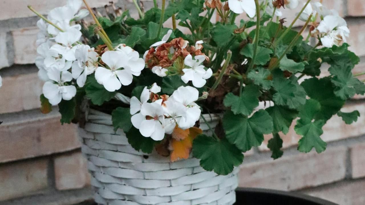 White geranium flowers with green leaves and some brown wilted blooms, growing in a white woven basket planter, placed in front of a brick wall