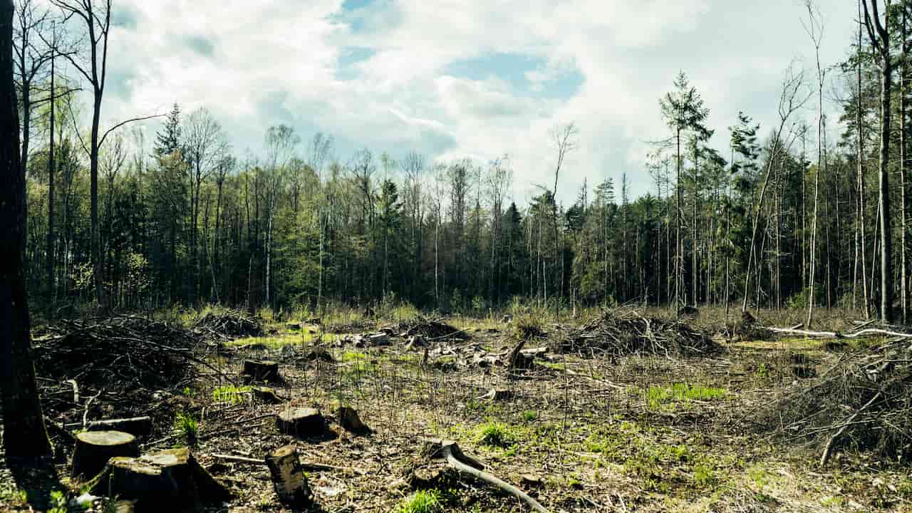 Cleared forest area with scattered tree stumps and brush piles