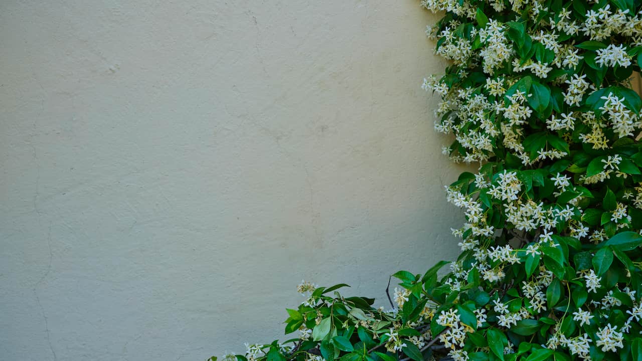 Climbing plant with small white star-shaped flowers and glossy green leaves growing against a pale beige wall