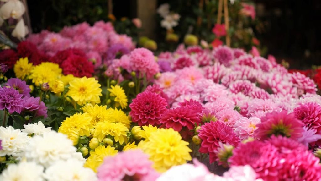 Colorful dahlias in full bloom displaying vibrant yellow, pink, white, and deep red petals in a garden setting