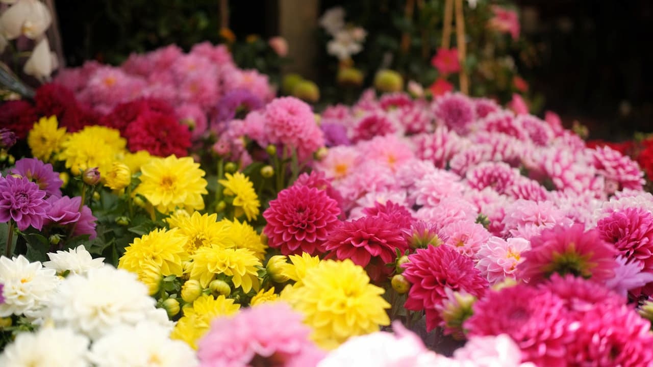Colorful dahlias in full bloom displaying vibrant yellow, pink, white, and deep red petals in a garden setting