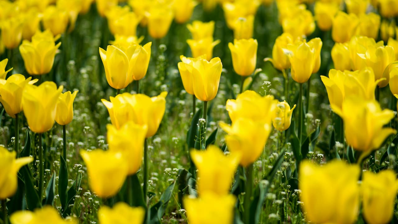 Close-up view of a vibrant field filled with blooming yellow tulips, with soft focus on the foreground and background