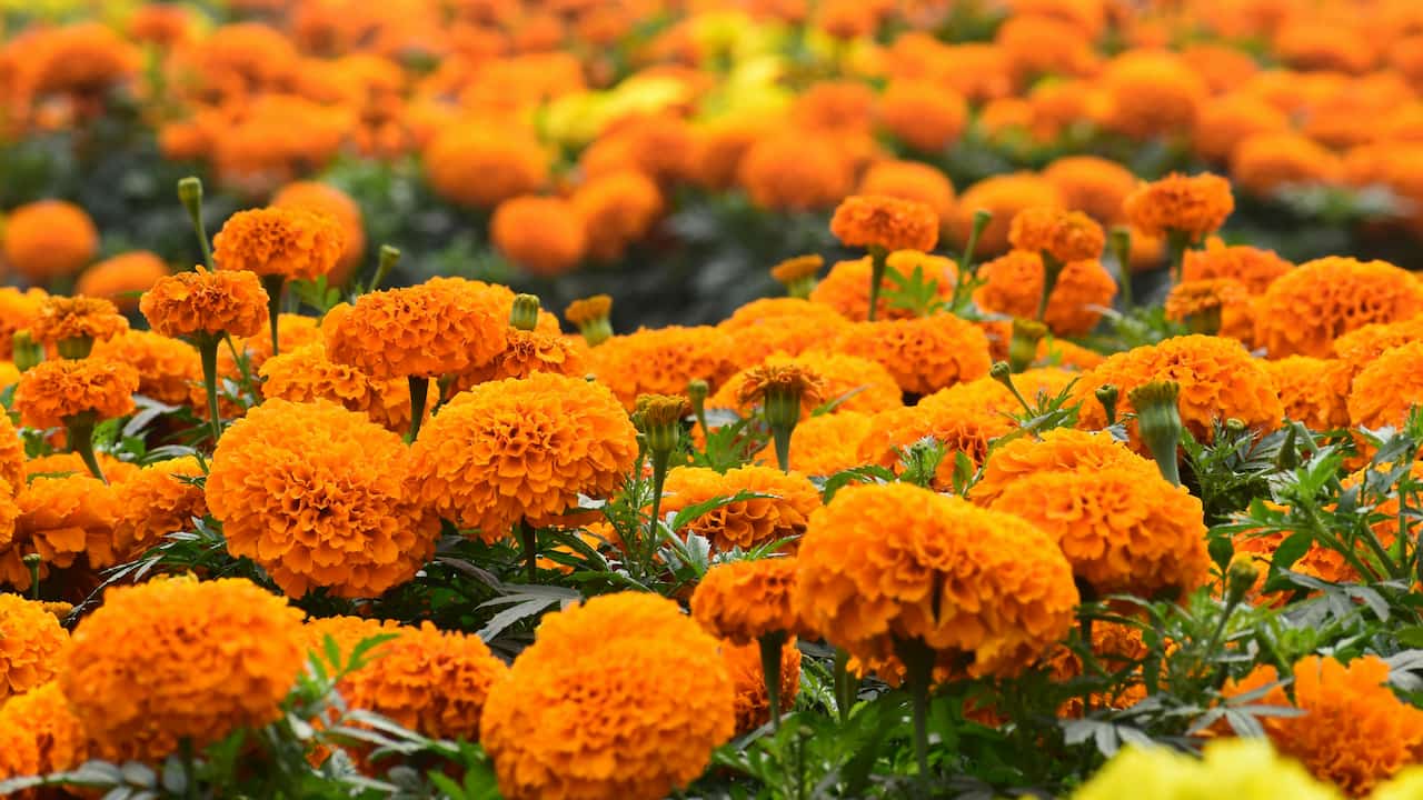 Dense cluster of bright orange marigold flowers in full bloom, with green leaves and stems beneath, forming a vibrant field