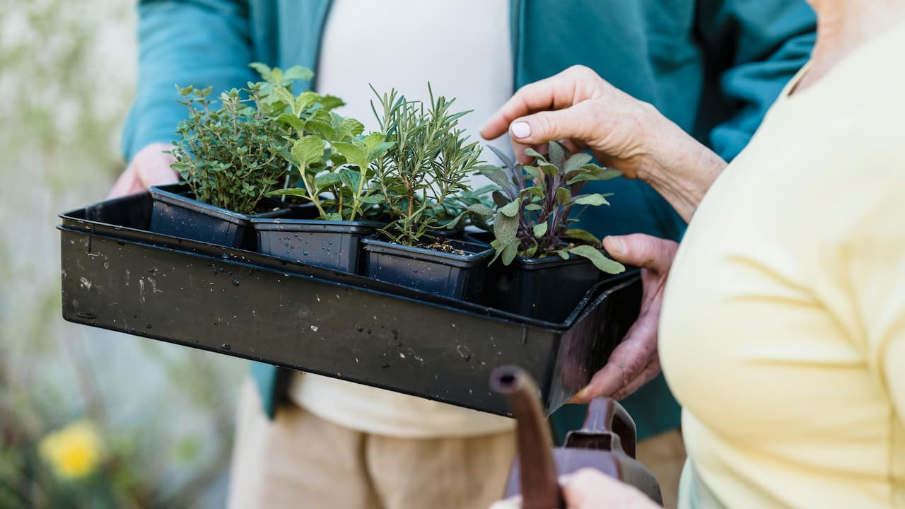 Two people holding a black tray of herb seedlings in small plastic pots, including mint, rosemary, sage, and thyme, with a watering can partially visible