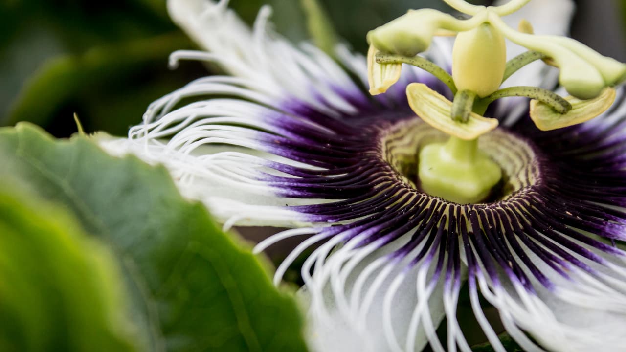 Close-up of a passionflower (Passiflora) in full bloom, showcasing its white and purple radial filaments, green ovary, and distinct reproductive structures