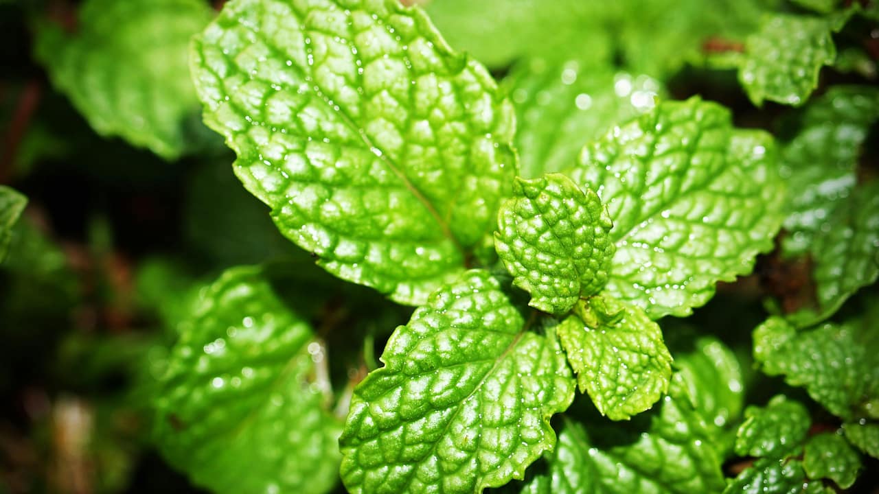 Close-up of vibrant green mint leaves with visible texture and water droplets, surrounded by other mint foliage